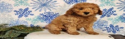 Mini Goldendoodle dogs for sale: Houston - Ad 7