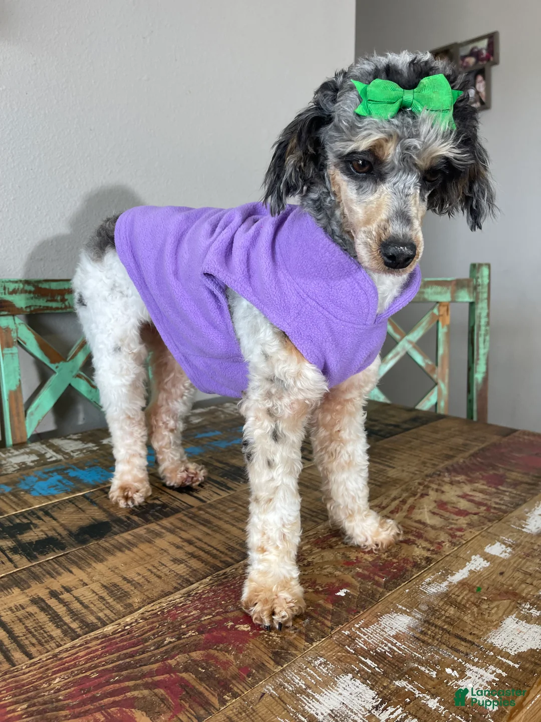 Miniature Poodle dogs for sale: Akc Blue Merle Parti Phantom  - Ad 9