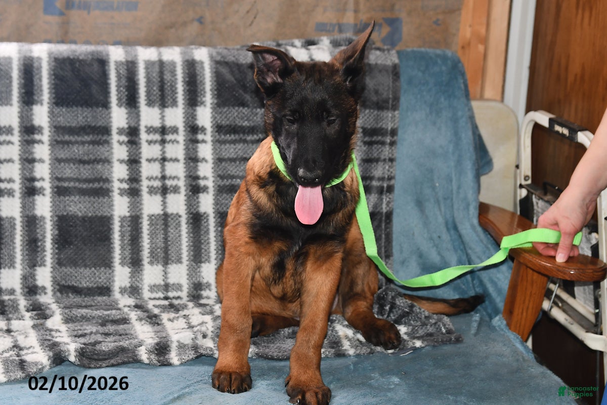 Belgian Malinois dogs Finn - Ad 2