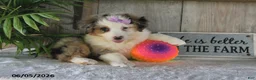 Australian Shepherd dogs for sale: Macey - Ad 5
