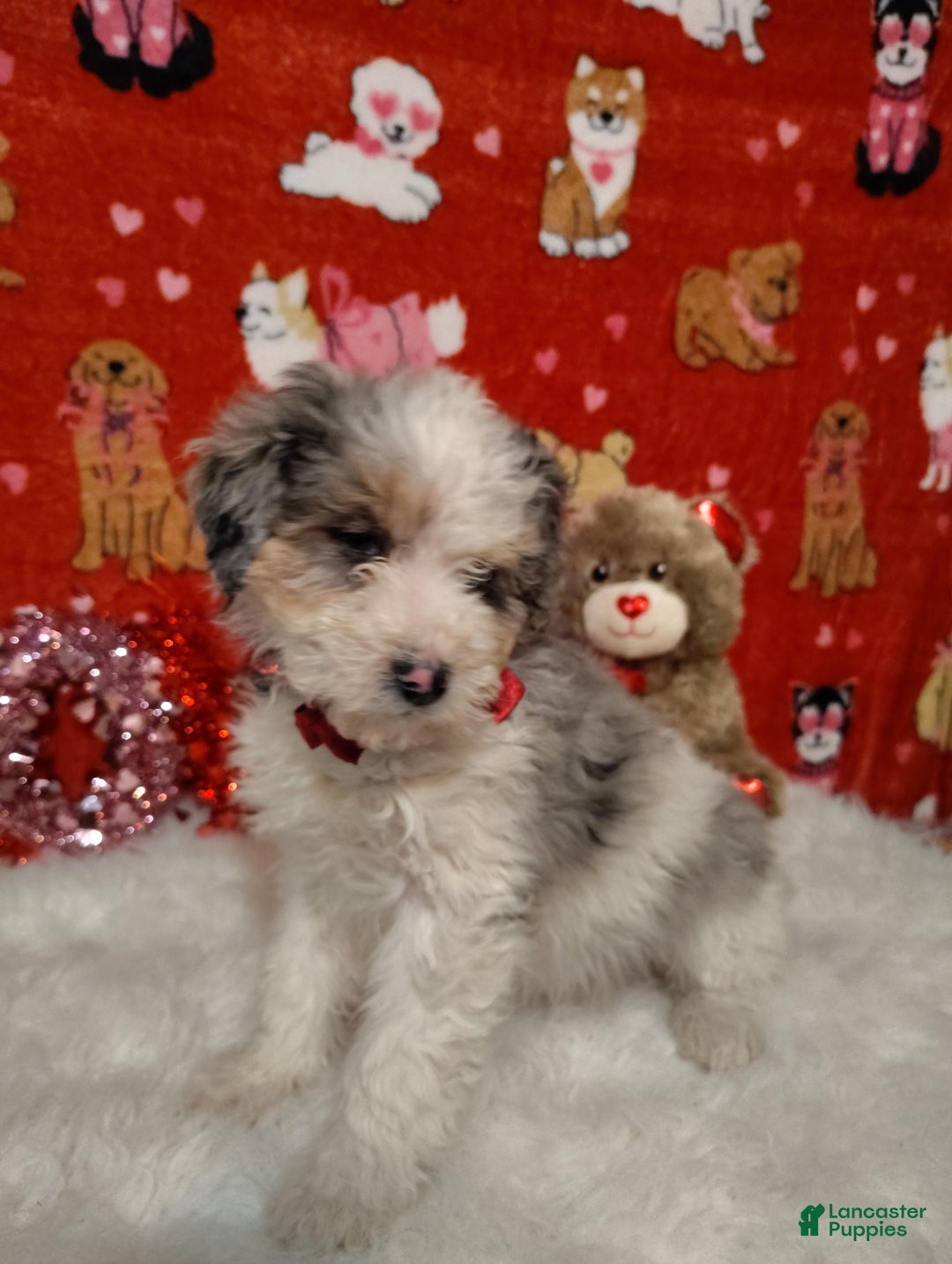 Mini Bernedoodle dogs for sale: Zoe - Ad 2