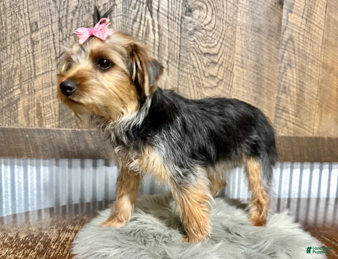 Yorkshire Terrier dogs for sale: Tarza - Ad 4