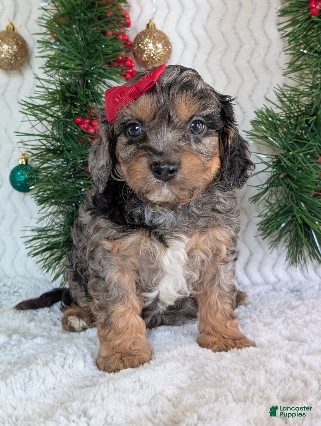 Cavapoo dogs for sale: Bluey - Ad 7