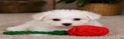 Maltese dogs for sale: Milo - Ad 8