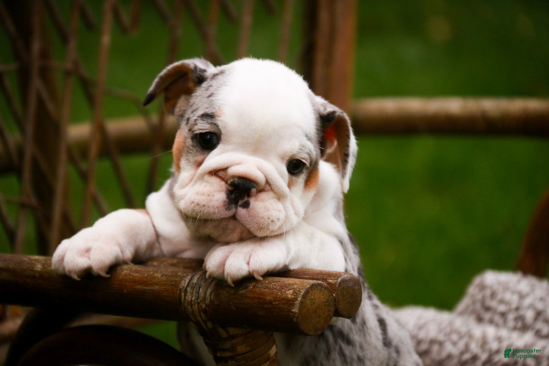 English Bulldog dogs Tina English Bulldog  - Ad 2