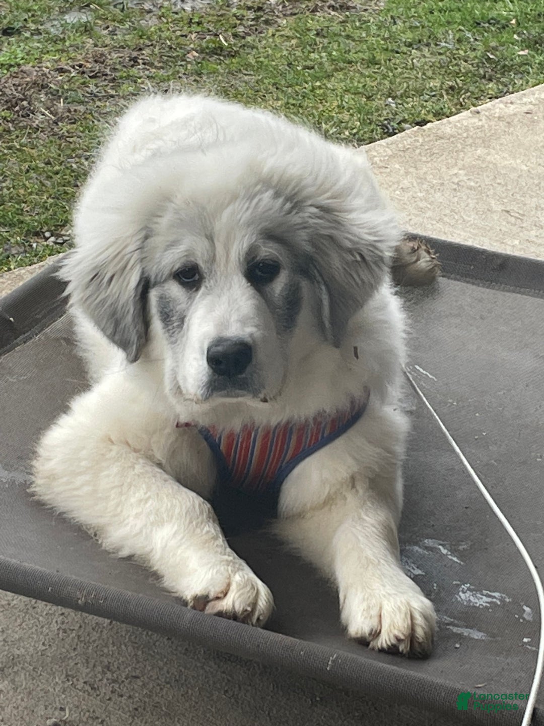 Great Pyrenees dogs for sale: Great Pyrenees litter of 10 puppies - Ad 3