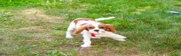 Cavalier King Charles Spaniel dogs for sale: Keanu - Ad 1
