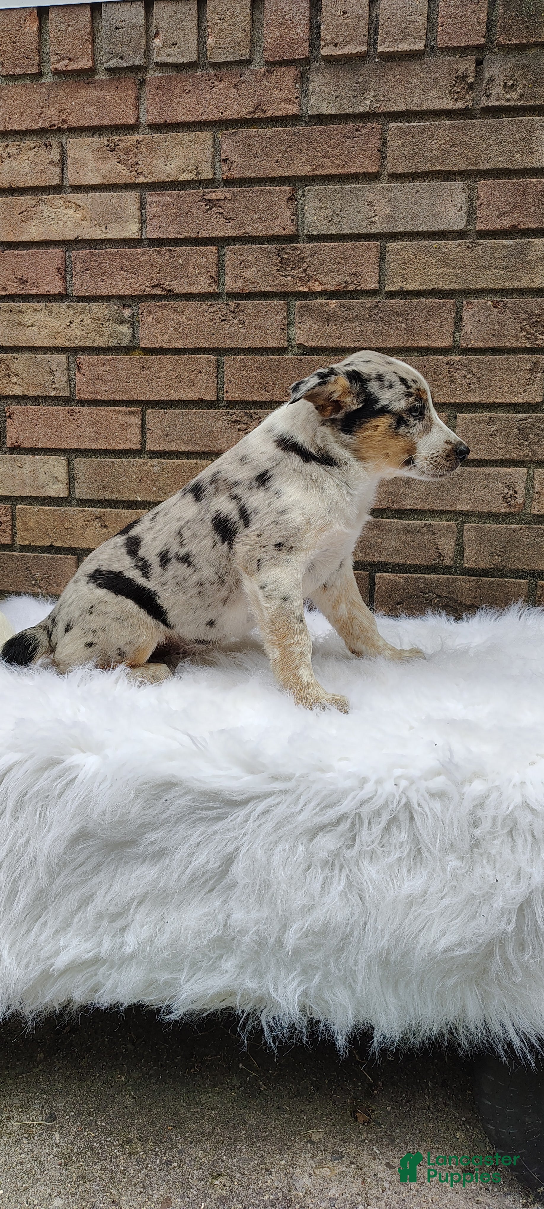 Mixed Breed dogs Sadie  - Ad 2
