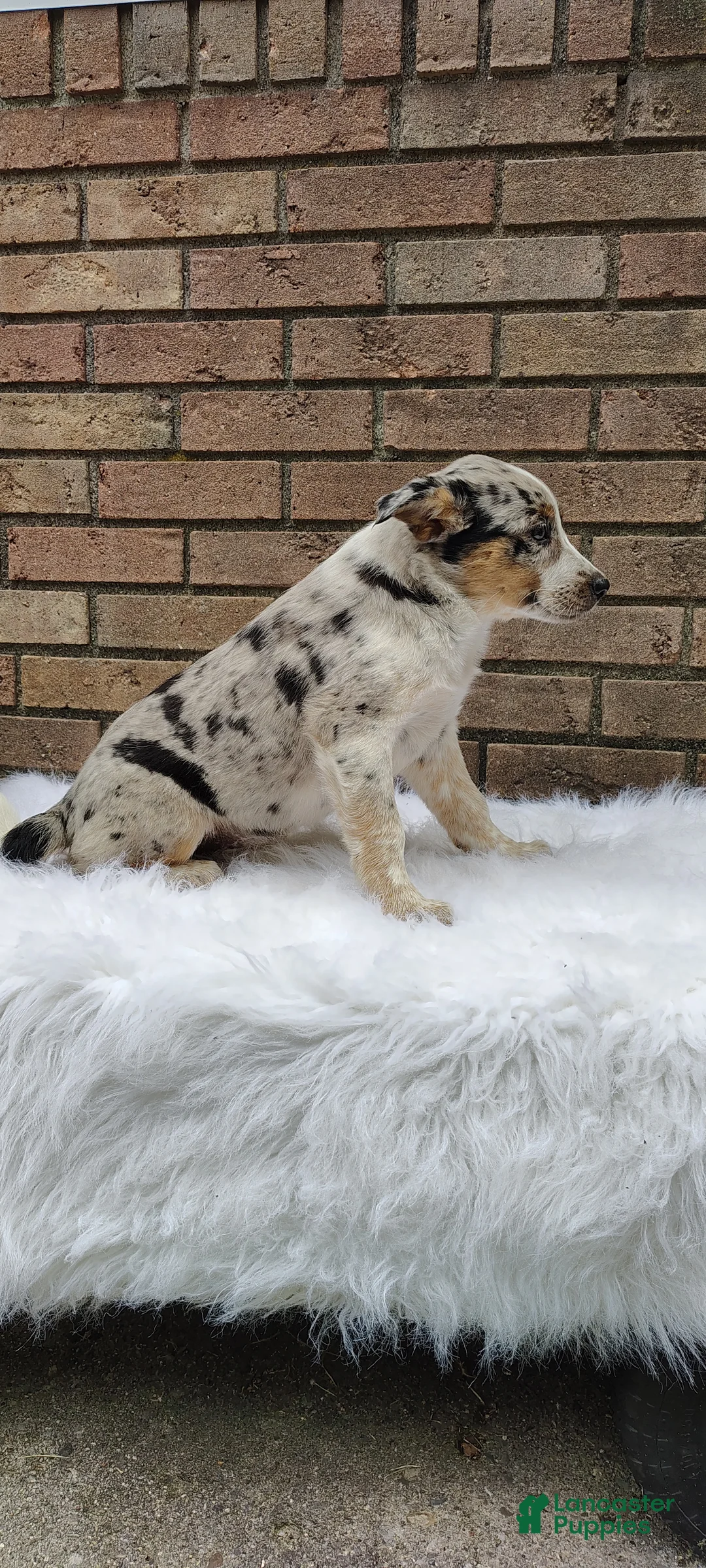 Mixed Breed dogs for sale: Sadie  - Ad 2