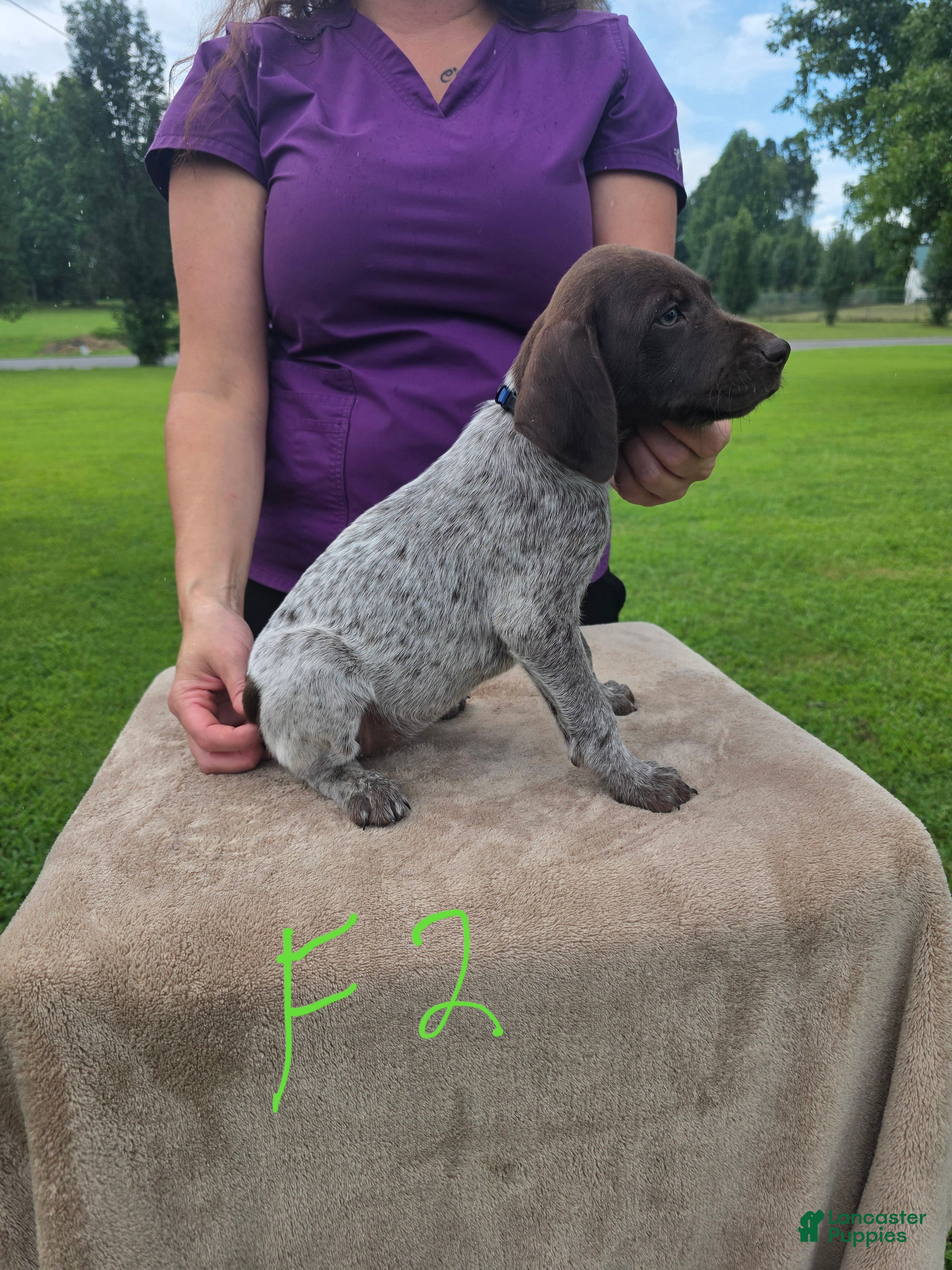 German Shorthaired Pointer dogs for sale: German Shorthaired Pointer 5 - Ad 4