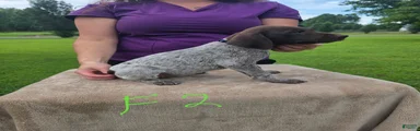 German Shorthaired Pointer 5