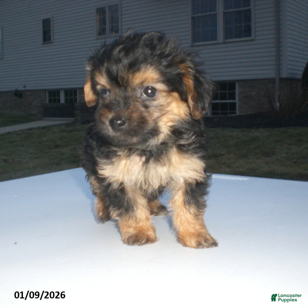 Yorkiepoo dogs for sale: Theo - Ad 4