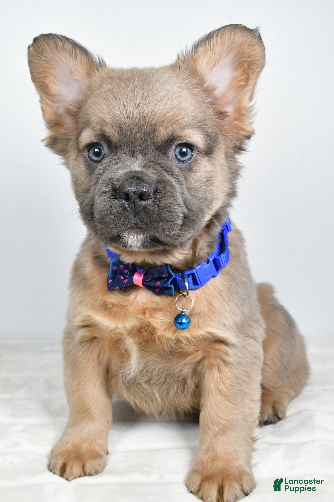 French Bulldog dogs for sale: Bobby - Ad 7