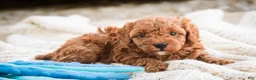 Miniature Poodle dogs for sale: Peyton - Ad 4