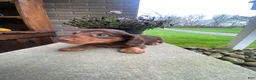Miniature Dachshund dogs for sale: Reece - Ad 9