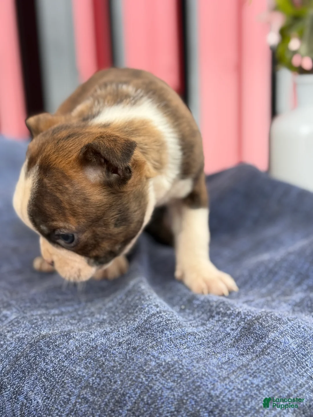 Boston Terrier dogs for sale: Bert - Ad 13