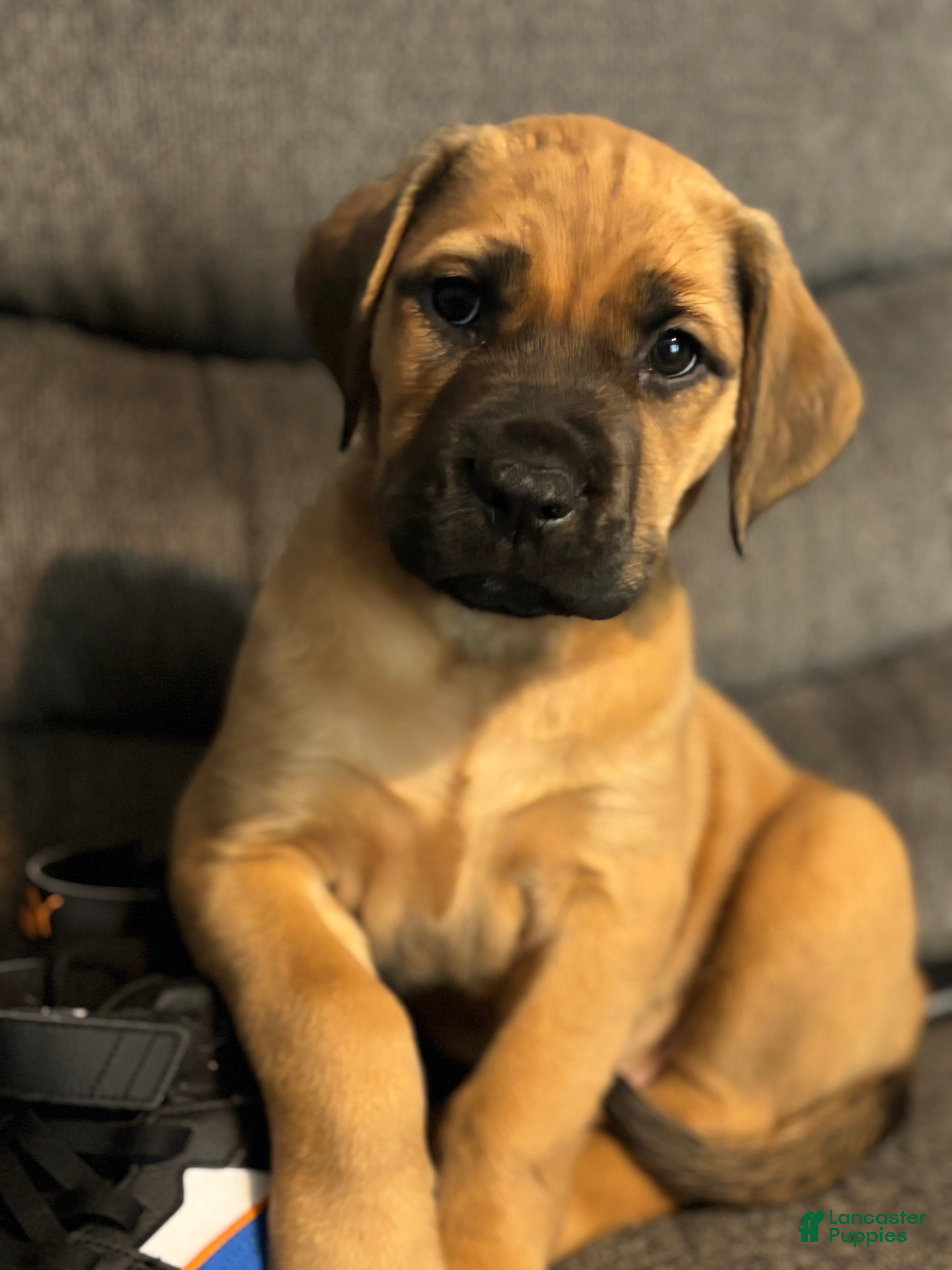English Mastiff dogs Runty  - Ad 12