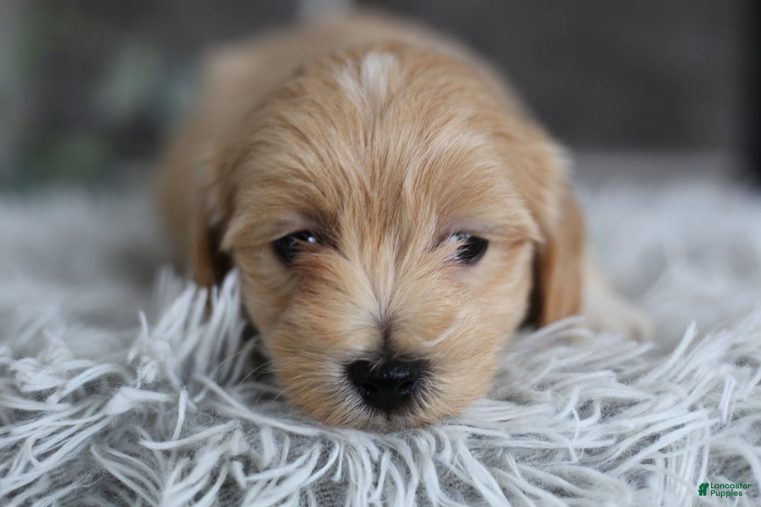 Maltipoo dogs for sale: Milo - Ad 3