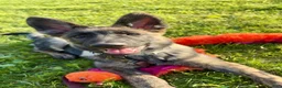 German Shepherd dogs for sale: German Shepherd 2 - Ad 3