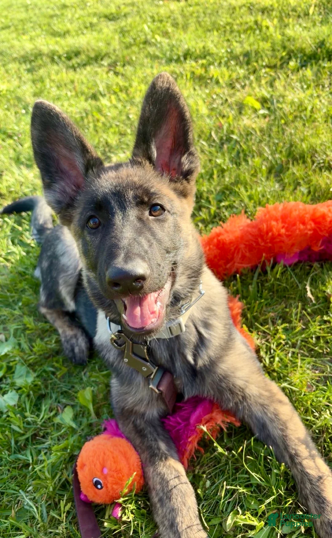 German Shepherd dogs for sale: German Shepherd 2 - Ad 3