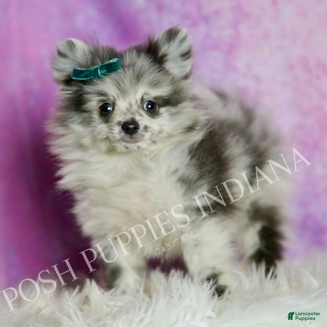 Pomeranian dogs for sale: Skyler  - Ad 5