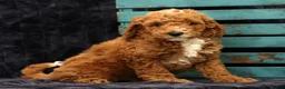 Miniature Poodle dogs for sale: Moe - Ad 2