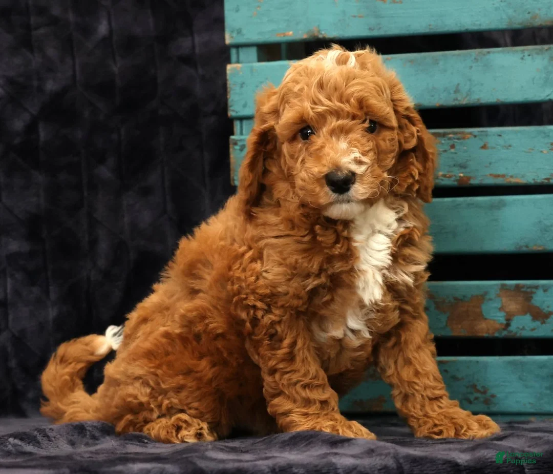 Miniature Poodle dogs for sale: Moe - Ad 2