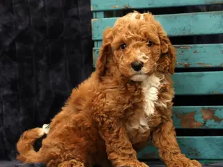 Miniature Poodle dogs Moe - Ad 2