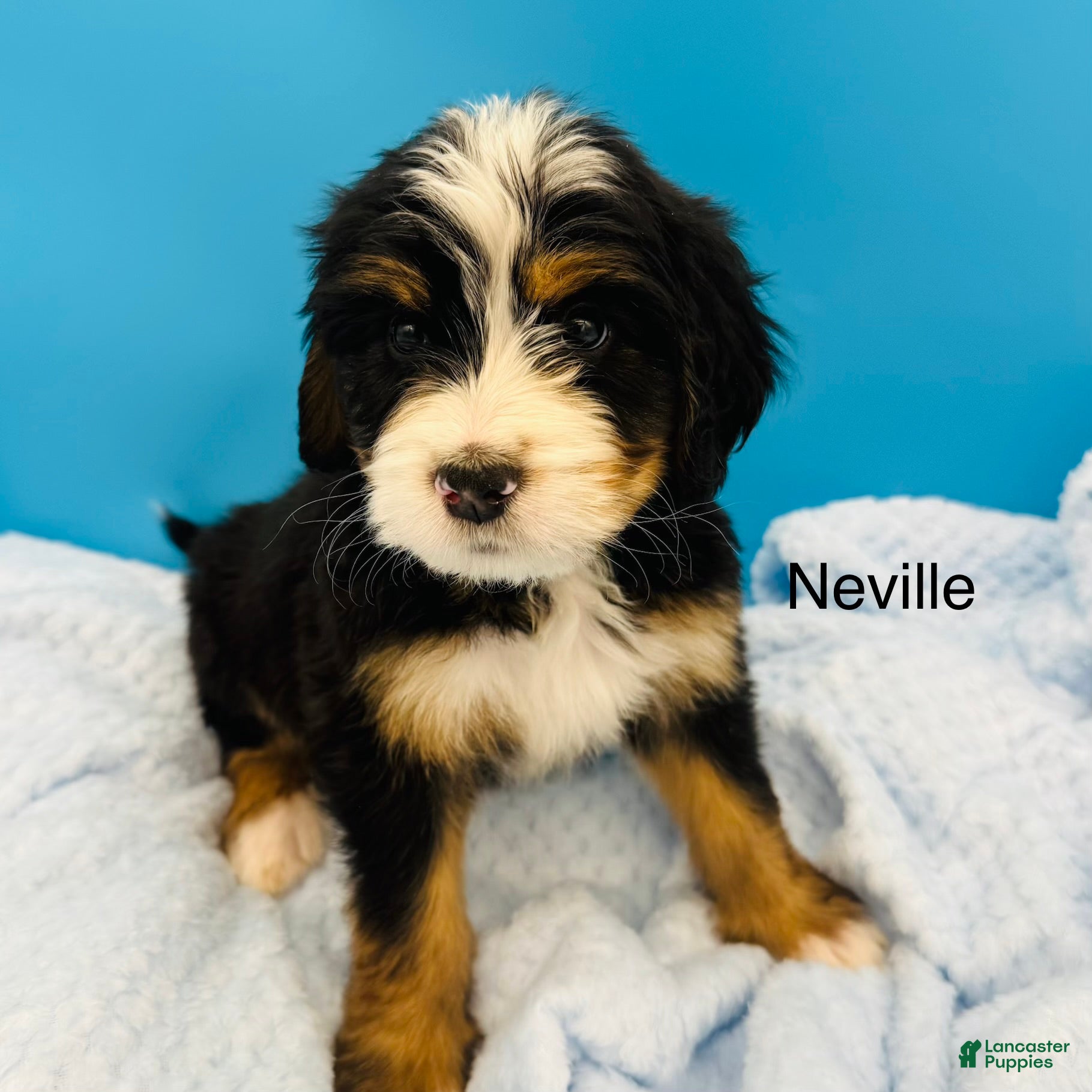 Bernedoodle dogs Bernedoodle Puppy 7 - Ad 2