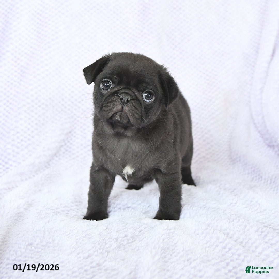 Pug dogs for sale: Whisper - Ad 2