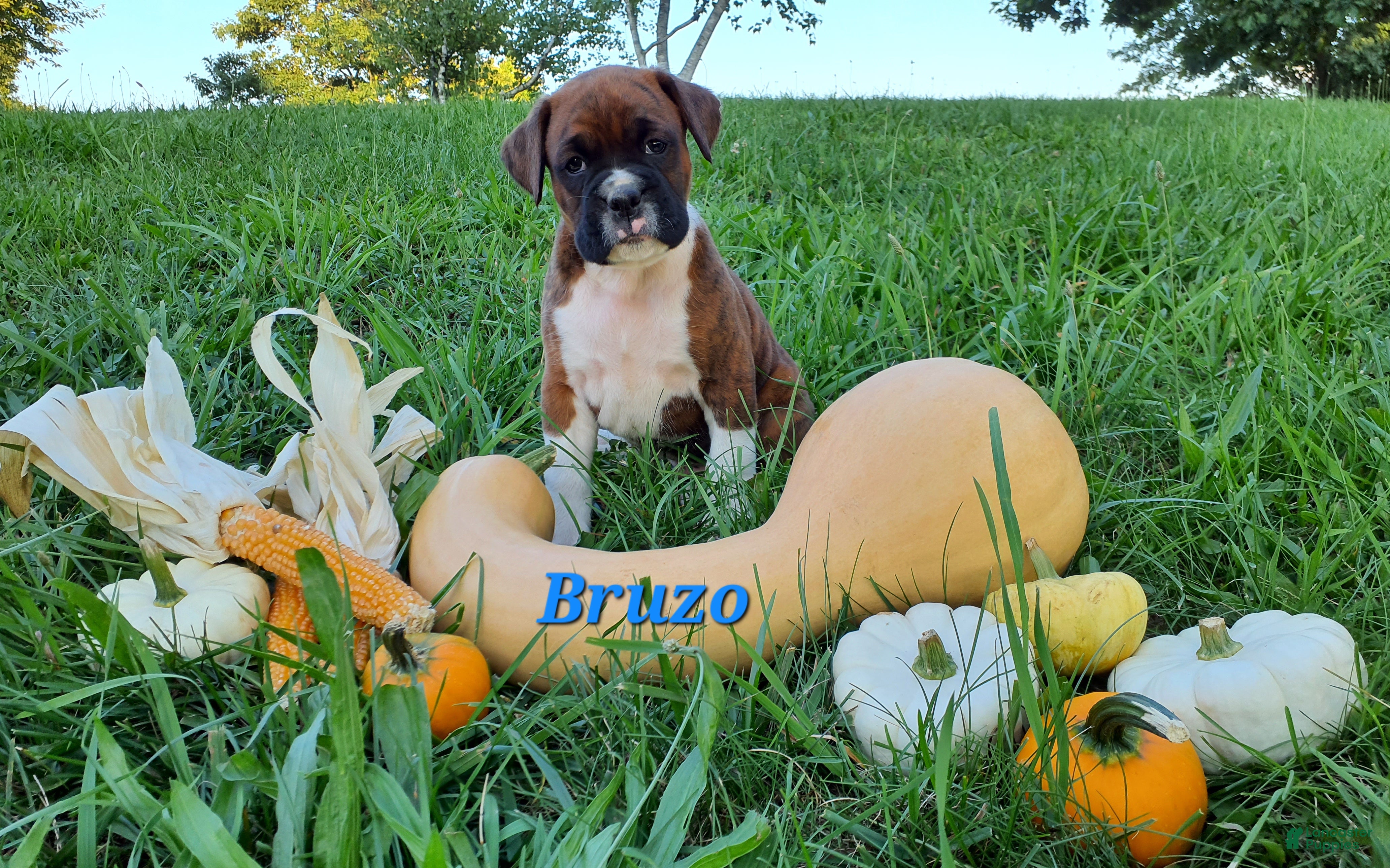 Boxer dogs Bruzo AKC - Ad 1