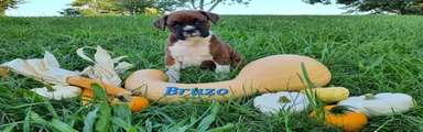Bruzo AKC