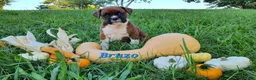 Boxer dogs for sale: Bruzo AKC - Ad 1