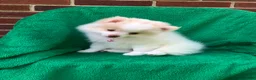Pomeranian dogs for sale: Gemma - Ad 3