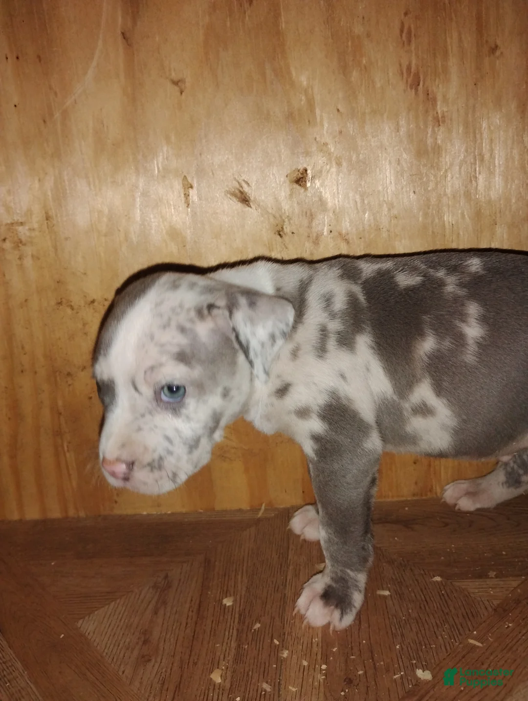American Bully dogs for sale: American Bully Puppy 5 - Ad 6