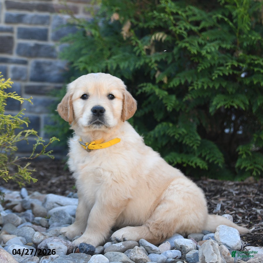 Golden Retriever dogs Gator - Ad 2