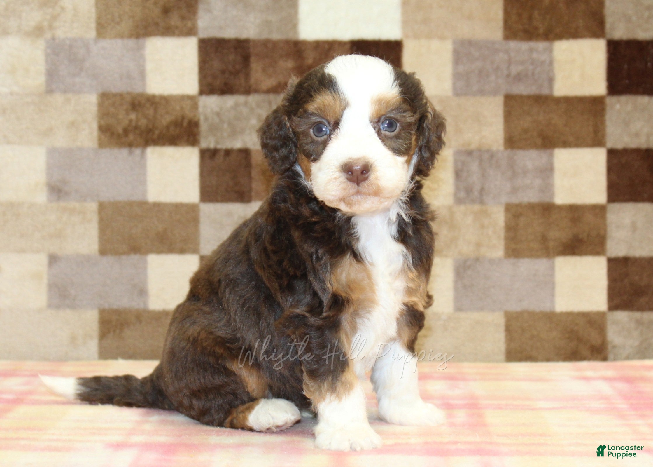 Mini Bernedoodle dogs Haley - Ad 1