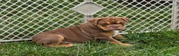 English Bulldog dogs for sale: Tootsie Chocolate and tan  - Ad 14