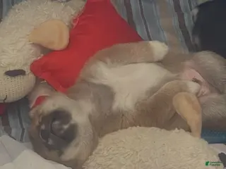 Shiba Inu dogs Shiba Inu Puppy 2 Hachi - Ad 2