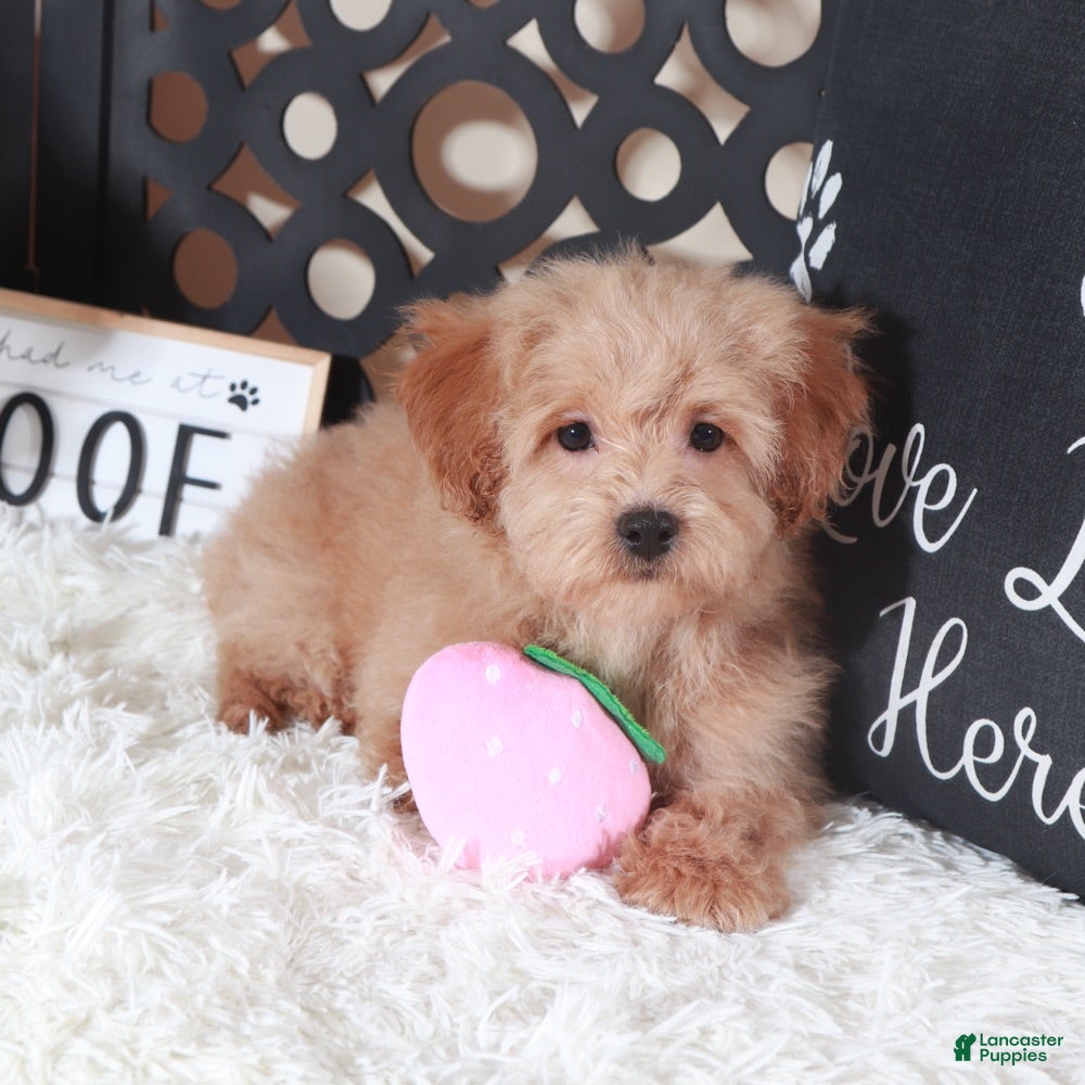 Maltipoo dogs Maltipoo Puppy Luna - Ad 34