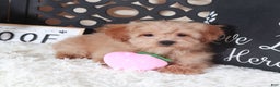 Maltipoo dogs for sale: Maltipoo Puppy Luna - Ad 1