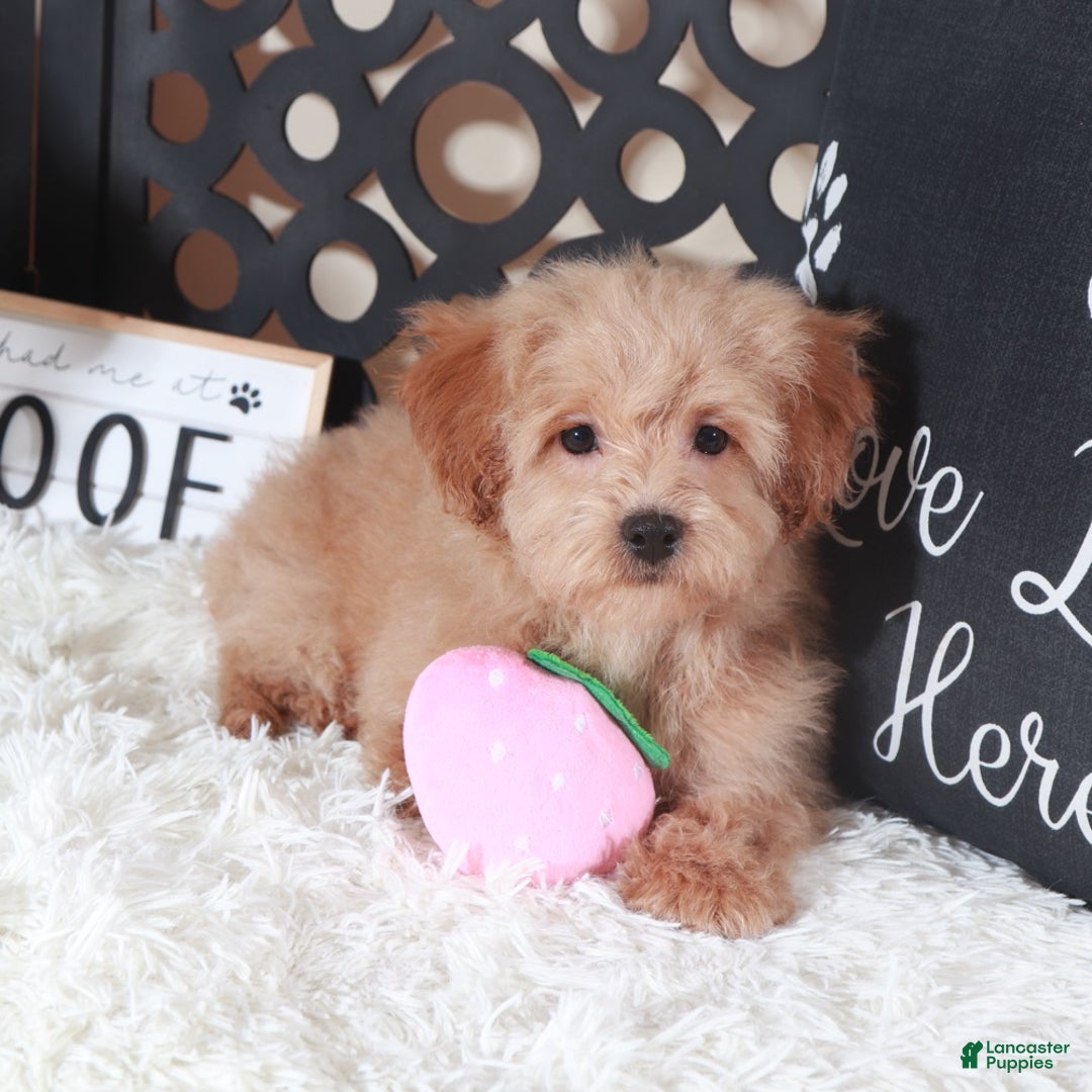 Maltipoo dogs for sale: Maltipoo Puppy Luna - Ad 1