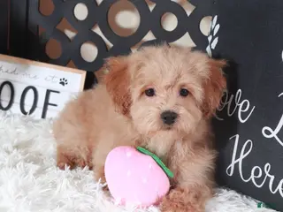 Maltipoo dogs Maltipoo Puppy Luna - Ad 34