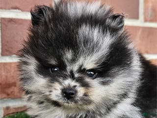 Pomeranian dogs Pomeranian Puppy 2 - Ad 23