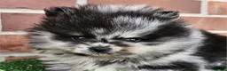 Pomeranian dogs for sale: Pomeranian Puppy 2 - Ad 1