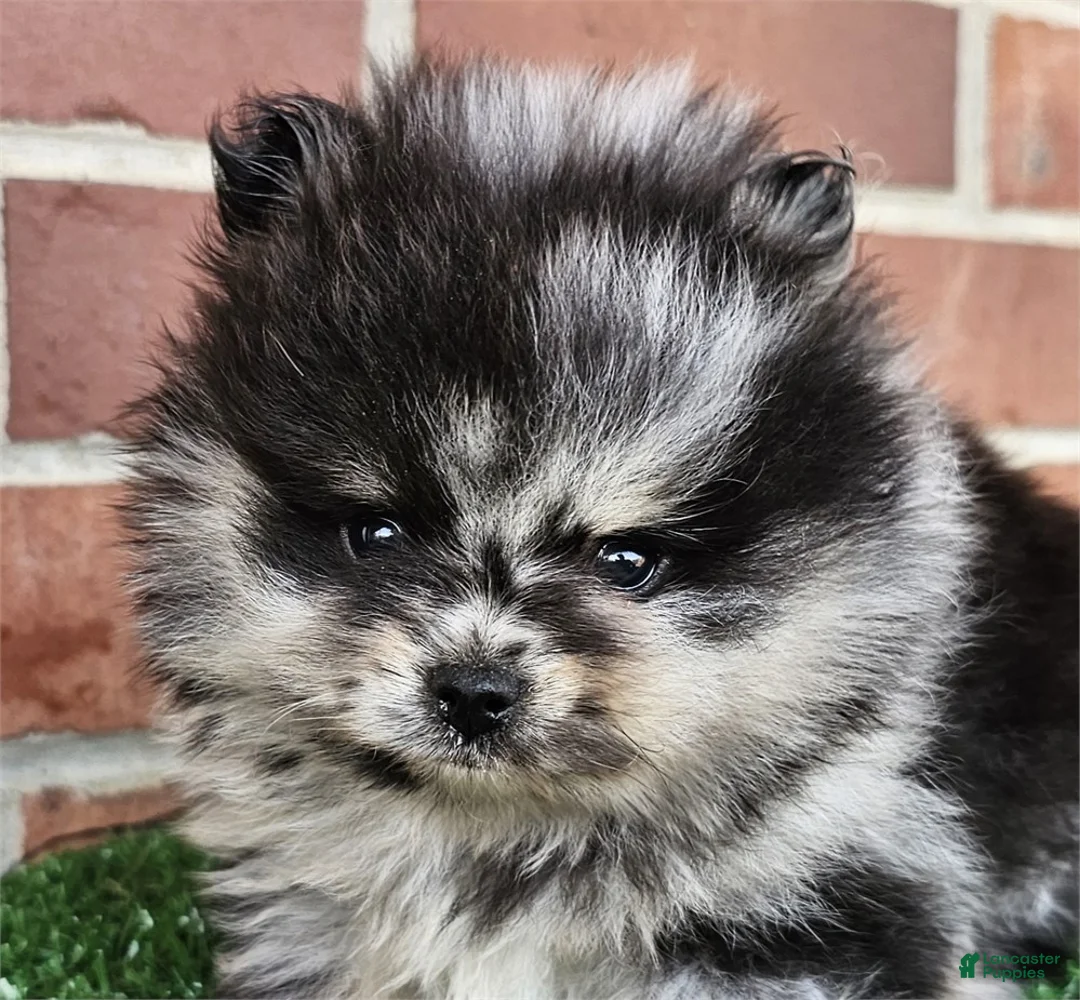 Pomeranian dogs for sale: Pomeranian Puppy 2 - Ad 1