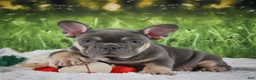 French Bulldog dogs for sale: Lucky - Ad 9