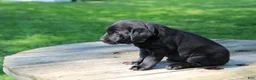 Labrador Retriever dogs for sale: Landy - Ad 3