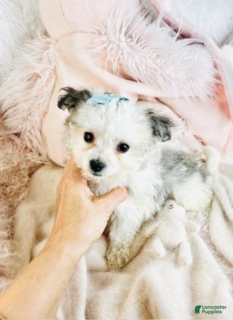 Havanese dogs Havanese Puppy 1 - Ad 8