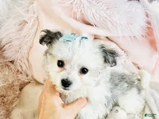 Havanese dogs Havanese Puppy 1 - Ad 8